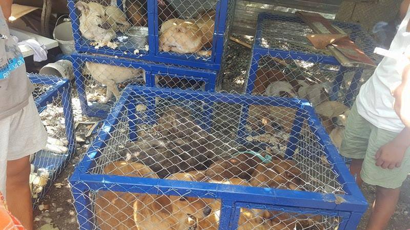 CITY OF LEZHE, ALBANIA – THE MAYOR DECIDED TO CAPTURE STRAY DOGS AND AUTHORIZED TO KILL THE SICK AND DANGEROUS ONES