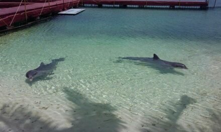 CAYO LARGO, CUBA – TWO DOLPHINS KEPT IN FEW METERS OF WATER IN THE BEACH, FORCED TO PLAY AND SWIM WITH TOURISTS – BOYCOTT THIS PLACE!