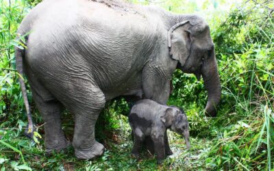OIPA INDIA – AFTER THE REQUEST OF OIPA DELEGATION THE ASIAN ELEPHANTS HAS BEEN ACCORDED HIGHEST PROTECTION IN INDIA