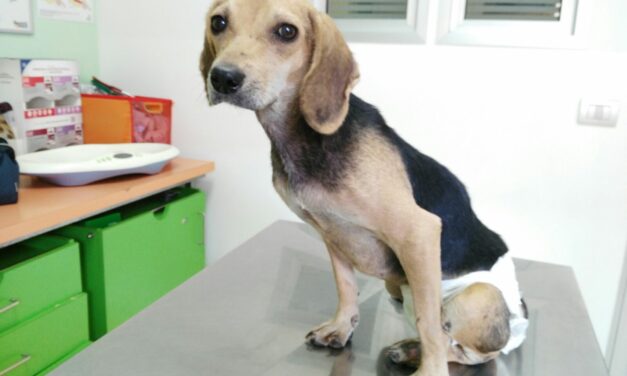THE NEW LIFE OF SNOOPY: THANKS TO YOURS DONATIONS SNOOPY HAS BEEN CURED. NOW HE IS BETTER AND HE HAVE FOUND A SPECIAL ADOPTION