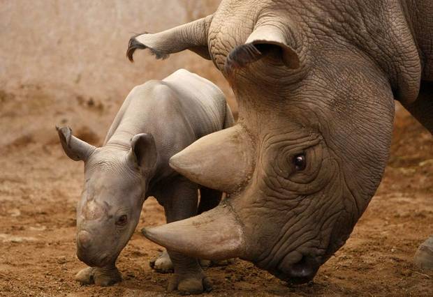 WORLD RHINO DAY – 1300 ANIMALS KILLED LAST YEAR