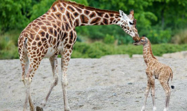 UGANDA, GIRAFFES THREATENED BY DRILLS