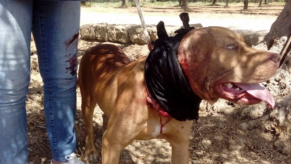 ANGELO IS THE NAME OF A YOUNG PITTBULL TO WHOM SOMEONE CUT THE EARS WITH SCISSORS: THE DOG WAS RESCUED BY OIPA ECO-ZOOPHILOUS GUARDS AND NOW HE NEEDS YOUR HELP