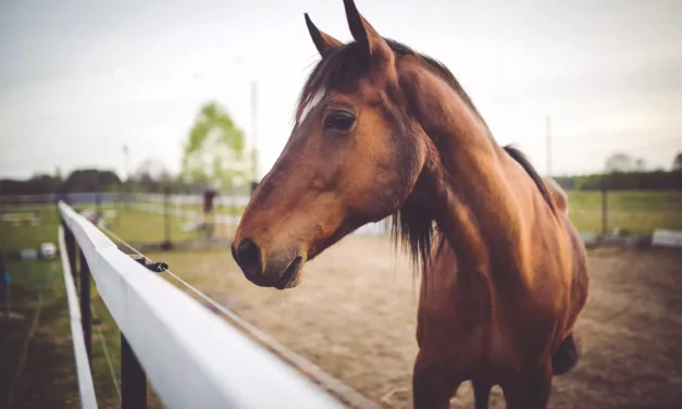 HORSE’S JUMPS RACING OF DEATH