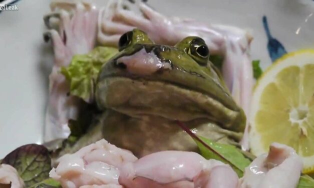 FROG SASHIMI – STOP THIS CRUEL AND UNRESPECTFUL PRACTICE