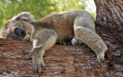 EUCALYPTUS AND KOALAS IN DANGER DUE TO CLIMATE CHANGE