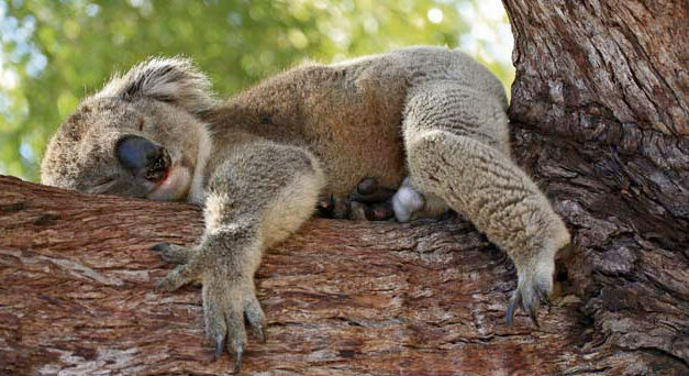 EUCALYPTUS AND KOALAS IN DANGER DUE TO CLIMATE CHANGE