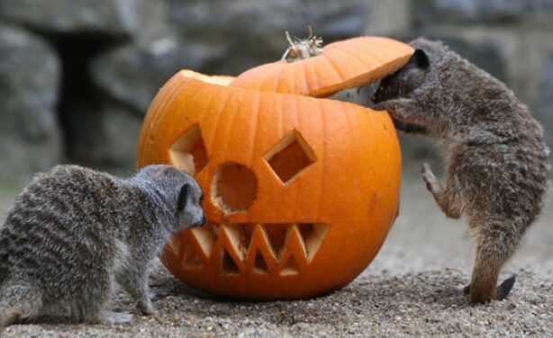 Tips on Protecting Animals From Halloween Hazards