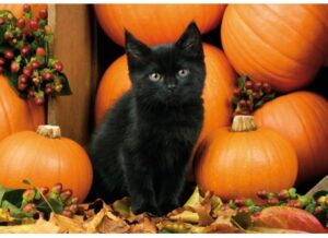 440x320-clip-642813-kitten-and-pumpkins-maxi