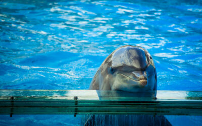NEW DOLPHINARIUM OPENED IN SCOTTSDALE, ARIZONA: SEND A LETTER OF PROTEST!