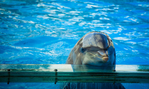 NEW DOLPHINARIUM OPENED IN SCOTTSDALE, ARIZONA: SEND A LETTER OF PROTEST!