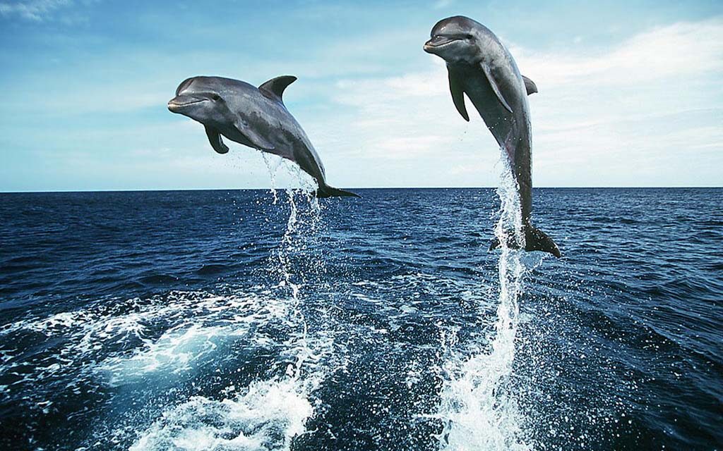ABOUT DOLPHINS