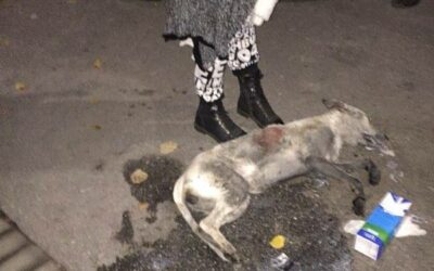 OHRID, MACEDONIA – POISONED DOGS DIED