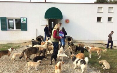 GREAT VICTORY FOR OIPA SWITZERLAND – STRAY COCO The Veterinary Chamber of Kosovo AGREED TO CNVR PROJECT!