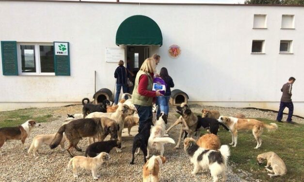 GREAT VICTORY FOR OIPA SWITZERLAND – STRAY COCO The Veterinary Chamber of Kosovo AGREED TO CNVR PROJECT!