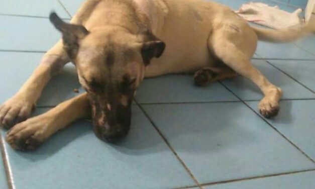 15 BULLETS, 15 SHOTGUN BLASTS HIT AN HELPLESS PUPPY. OIPA VOLOUNTEERS REPORT THE CRIME AGAINST LEADY. NOW HE’S LOOKING FOR A GOOD FAMILY.