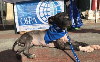 AZZURRA, YOUNG PITBULL EXPLOITED FOR PUPPY TRADE