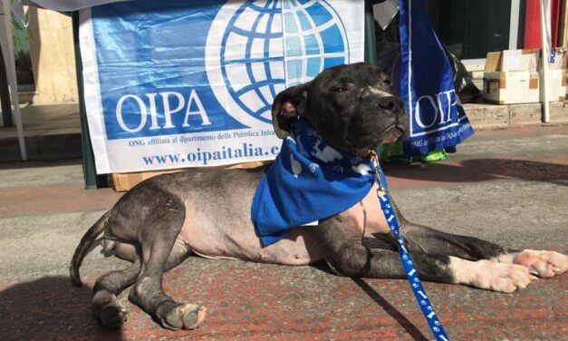 AZZURRA, YOUNG PITBULL EXPLOITED FOR PUPPY TRADE