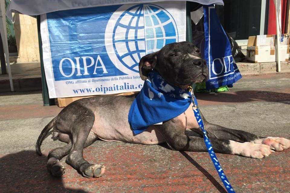 AZZURRA, YOUNG PITBULL EXPLOITED FOR PUPPY TRADE