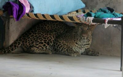 LEOPARD BRUTALLY KILLED BY GURGAON VILLAGERS AFTER IT MAULS NINE PEOPLE