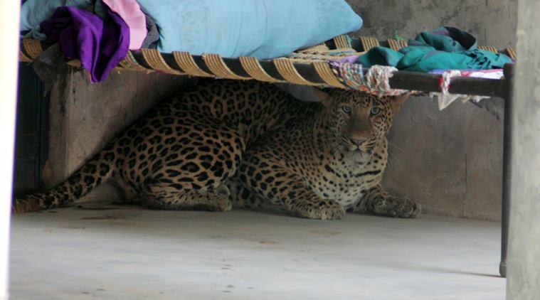 LEOPARD BRUTALLY KILLED BY GURGAON VILLAGERS AFTER IT MAULS NINE PEOPLE