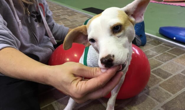 Hit by a car, beautiful little dog with blue eyes: CAMILLA