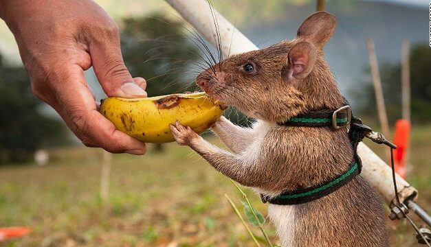 WORLD’S BEST FRIEND? IT MIGHT BE THE RAT!