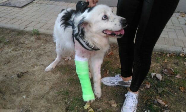 HE’S CRAWLING, BUT HE STILL WAGS ITS TAIL AND SMILES HAPPY: RINGO, RAN OVER BY HIS OWNER AND IGNORED