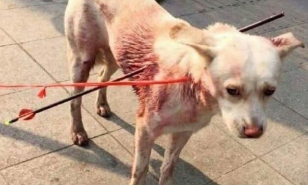 CHINA, DOG STRUCK WITH ARROWS BY DOG MEAT HUNTER RECOVERS AT SHELTER