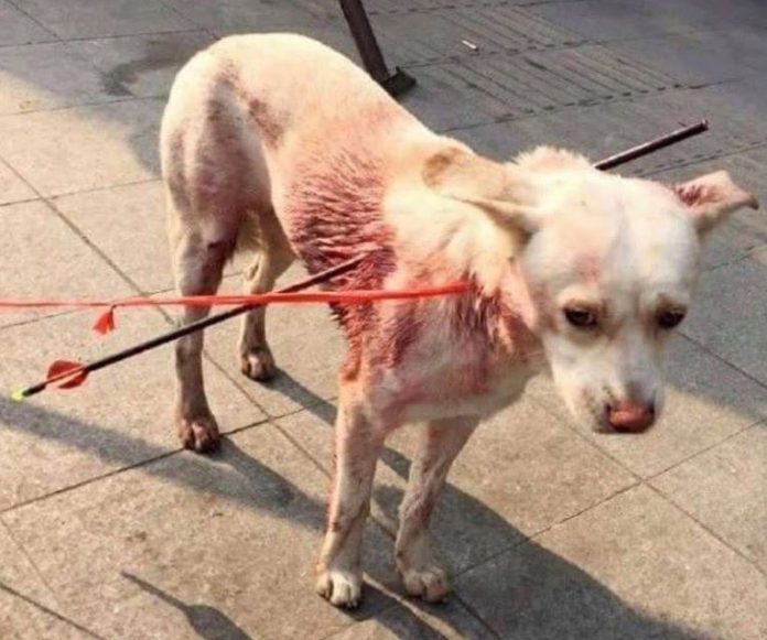 CHINA, DOG STRUCK WITH ARROWS BY DOG MEAT HUNTER RECOVERS AT SHELTER