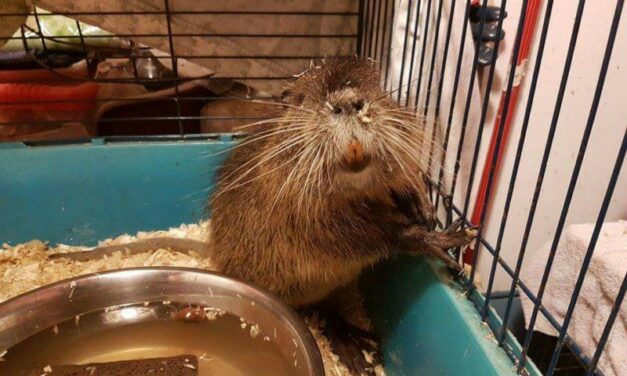 Baby coypu rescued by the OIPA volunteers of Pordenone