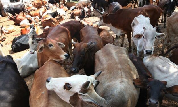 OIPA INDIA INVESTIGATES OVER SMUGGLING OF CATTLE ACTIVITIES