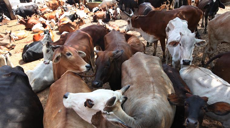 OIPA India demands National status for Cattle by quality instead of religion