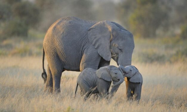 ZIMBABWE SEND 35 LIVE ELEPHANTS TO WILDLIFE PARKS IN CHINA