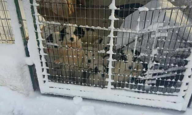 SNOW EMERGENCY IN SOUTH ITALY SHELTERS: OIPA VOLUNTEERS ASK FOR HELP TO SAVE THE DOGS