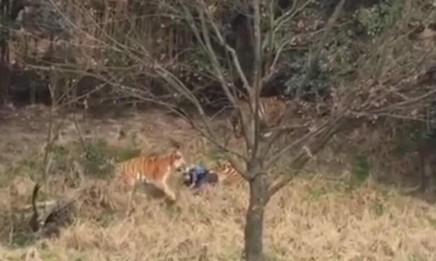 china, Three Tigers Are Killed At Chinese Zoo Following Deathly Attack To Tourist