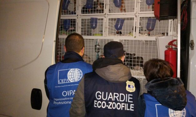 32 BREED PUPPIES FACED AN HELLISH JOURNEY TO REACH ITALY AND BE SOLD. RESCUED BY CUSTOMS OFFICERS AND OIPA GUARDS.