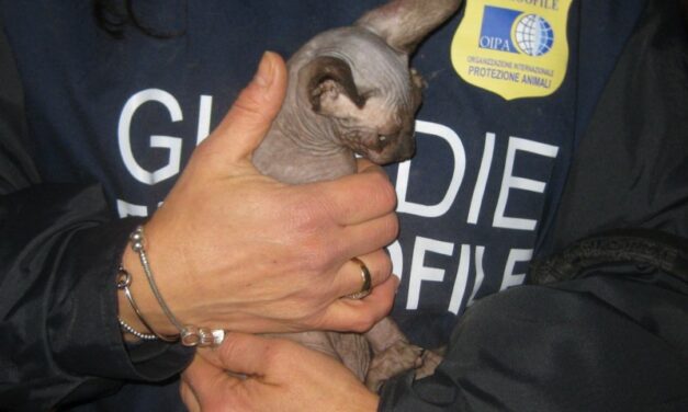 Immersed in excrements and urine and exploited for the reproduction: 6 Sphynx breed cats and 2 mixed races seized by the OIPA Animal Guards