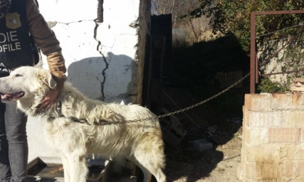 THE NIGHTMARE OF TWO DOGS, IMPRISONED INTO A BUILDING: FREED BY OIPA ANIMAL GUARDS