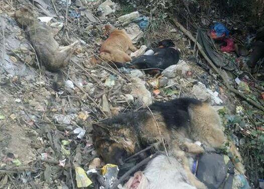 NEPAL: PRIVATE DOGS STOLEN, KILLED AND THROWN IN THE BUSHES – OIPA VOLUNTEERS ARE INVESTIGATING ON THESE TERRIBLE CRIMES AND ASKING TO THE AUTHORITIES TO TAKE LEGAL ACTION