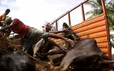 Regulate the livestock Markets in India