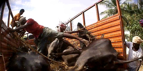 Regulate the livestock Markets in India