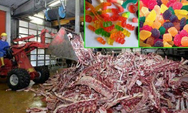 Do you know what gelatin is made of?