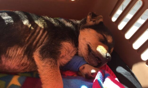 FRANKIE’S STRENGTH: PUPPY HIT BY A CAR AND SAVED BY OIPA BLUE ANGELS IN SOUTH ITALY