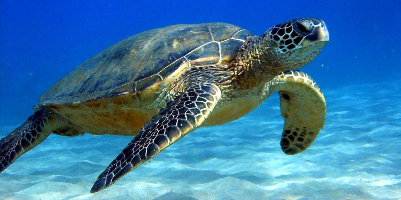 TUNISIA, SEA TURTLES FISHED AND TORTURED STOP THIS ABUSE AND PROTECT THEM!