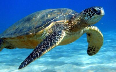 TUNISIA, SEA TURTLES FISHED AND TORTURED STOP THIS ABUSE AND PROTECT THEM!