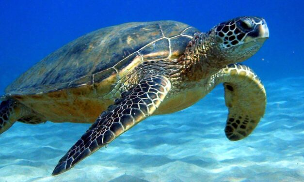 TUNISIA, SEA TURTLES FISHED AND TORTURED STOP THIS ABUSE AND PROTECT THEM!