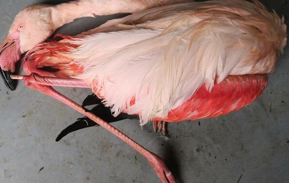 Kicked to death by little boys: Flamingo at Czech zoo is brutally killed by children