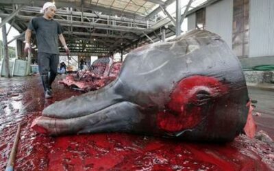 URGENT GLOBAL CALL TO ACTION ISSUED TO HELP STOP THE BARBARIC SLAUGHTERING OF WHALES IN NORWAY