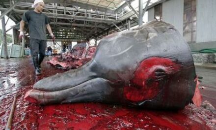 URGENT GLOBAL CALL TO ACTION ISSUED TO HELP STOP THE BARBARIC SLAUGHTERING OF WHALES IN NORWAY